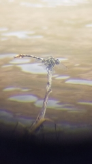 Phanogomphus militaris