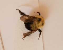 Bombus bimaculatus