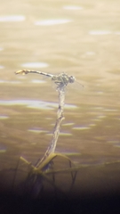 Phanogomphus militaris