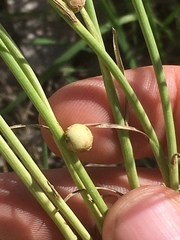 Antistrophus pisum