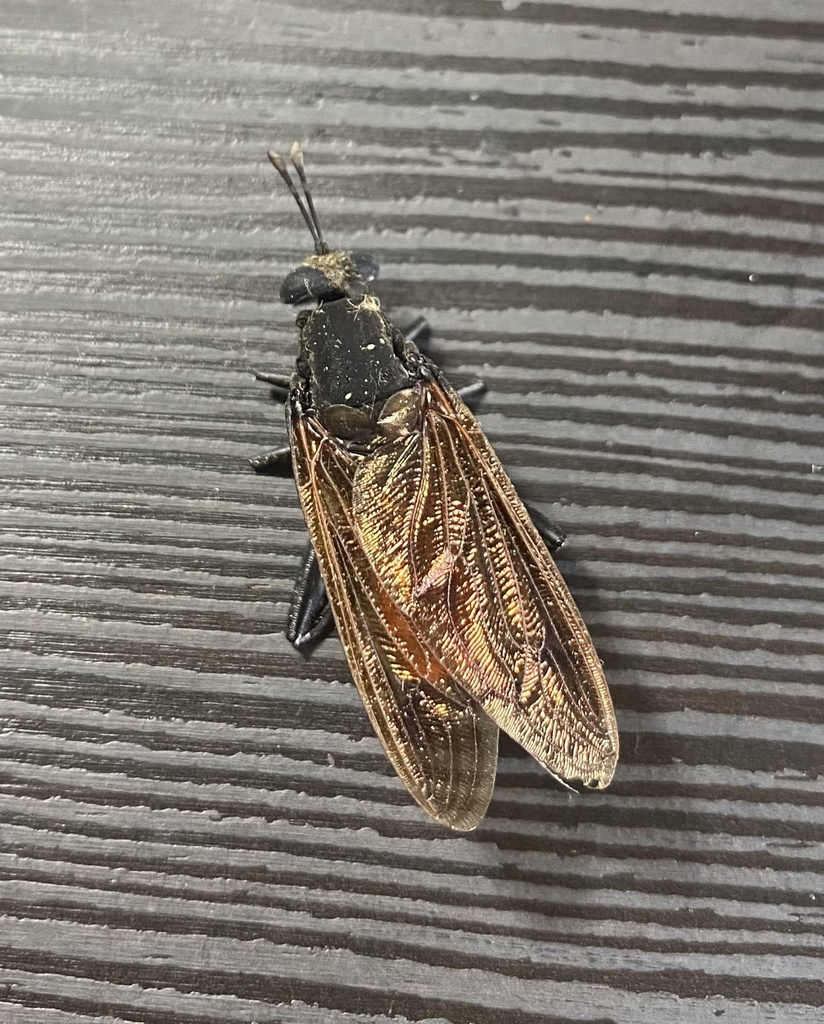 Messiasia pertenuis