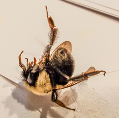 Bombus bimaculatus