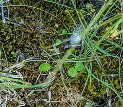 Parnassia glauca
