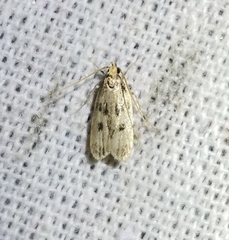 Martyringa latipennis