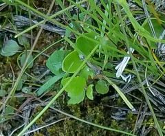 Parnassia glauca