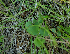 Parnassia glauca