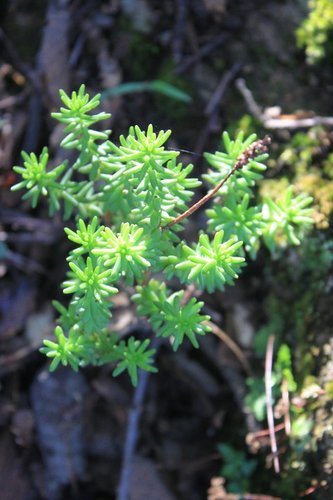 Sedum liebmannianum, photograph 5