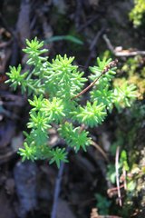 Sedum liebmannianum
