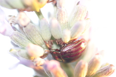 Chrysolina americana