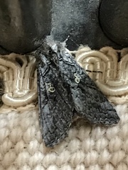 Syngrapha viridisigma