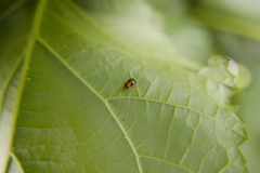 Deraeocoris lutescens
