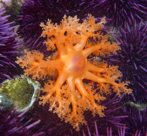 Orange Sea Cucumber, Clallam County, WA, USA, photo 10 of 10
