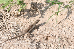 Aspidoscelis exsanguis