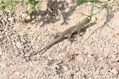 Aspidoscelis exsanguis