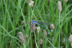 Argia nahuana