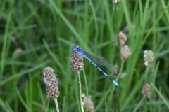 Argia nahuana
