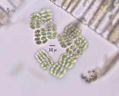 Willea rectangularis