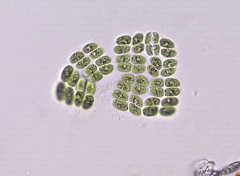 Willea rectangularis