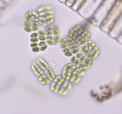 Willea rectangularis