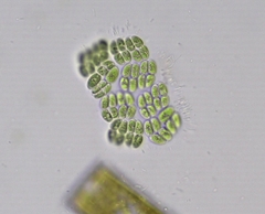 Willea rectangularis