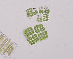 Willea rectangularis