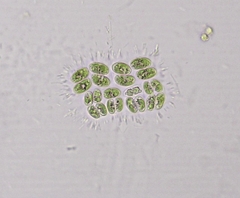 Willea rectangularis