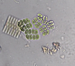 Willea rectangularis