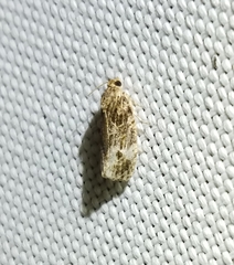 Phaecasiophora confixana