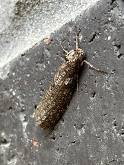 Lepidoscia euryptera