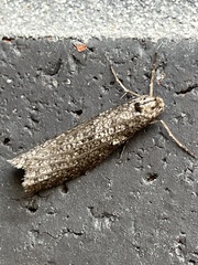 Lepidoscia euryptera