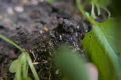 Notiophilus biguttatus