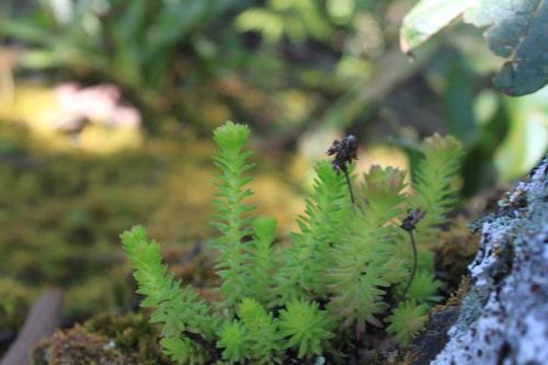 Sedum liebmannianum