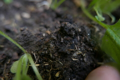 Notiophilus biguttatus