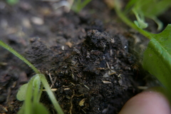 Notiophilus biguttatus