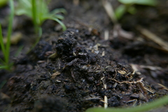 Notiophilus biguttatus