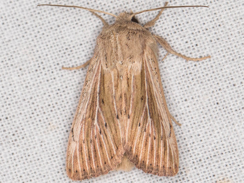 Leucania insueta Guenée, 1852