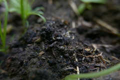 Notiophilus biguttatus