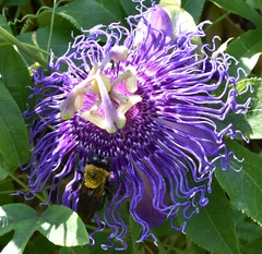 Xylocopa virginica