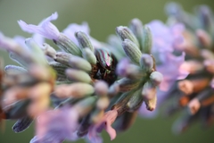 Chrysolina americana