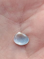 Pisidium dubium