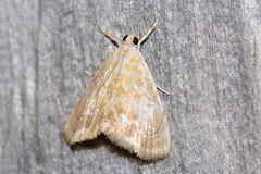 Glaphyria glaphyralis