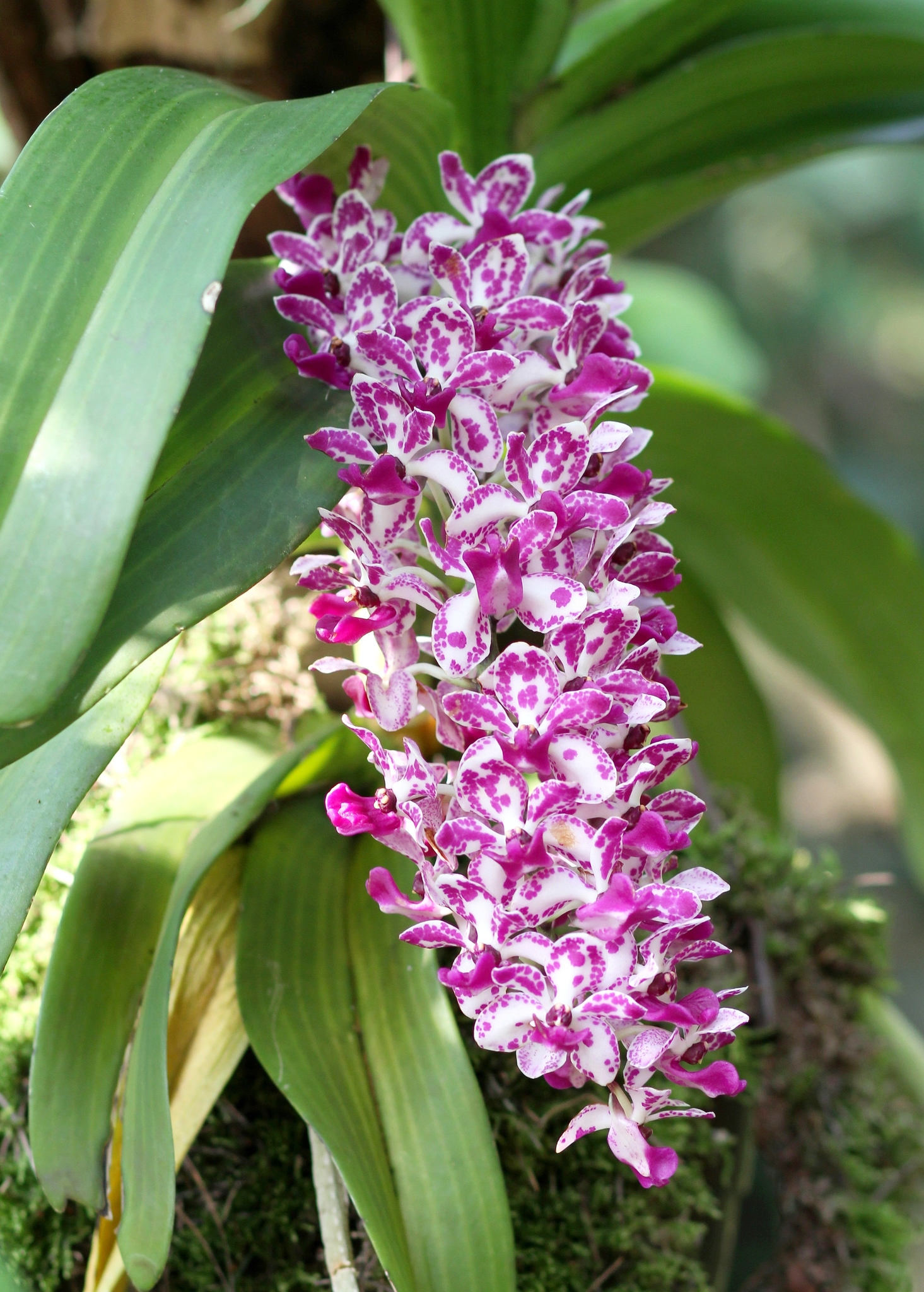 Rhynchostylis