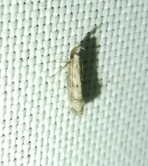 Dichomeris inversella