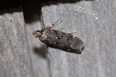 Chionodes formosella