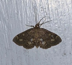 Anania coronata