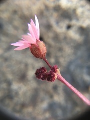 Lithophragma glabrum