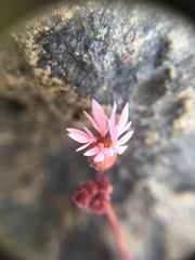 Lithophragma glabrum
