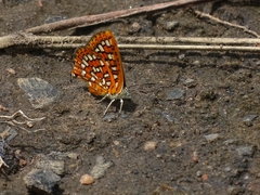 Zeritis neriene