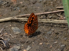 Zeritis neriene