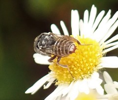 Coelioxys coturnix